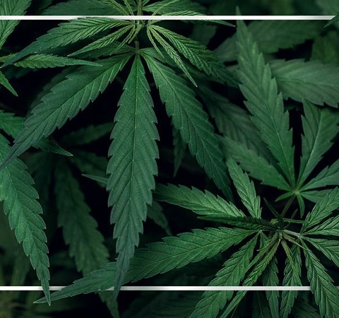 Os impactos positivos do uso e da venda da cannabis medicinal no país