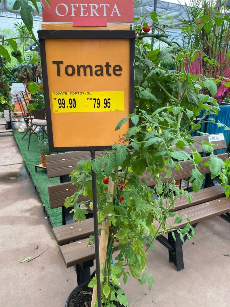 Muda de tomateiro à venda por R$ 79,95 em loja em São Paulo. (Foto: BBC News Brasil)
