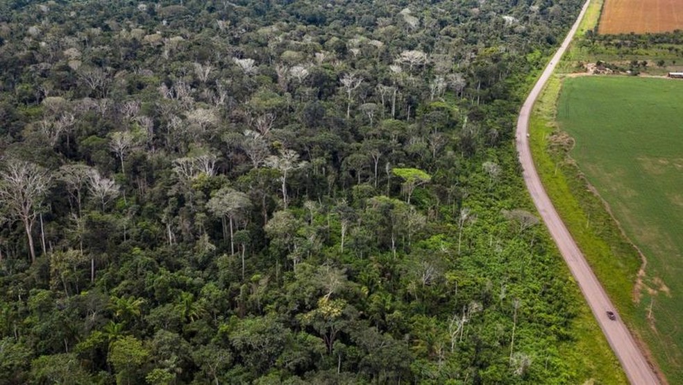Queimada de floresta amazônica ao lado da BR 163 no Pará deixou grande número de árvores mortas (na imagem, sem folhas e esbranquiçadas) — Foto: Queimada de floresta amazônica ao lado da BR 163 no Pará deixou grande número de árvores mortas (na imagem, sem folhas e esbranquiçadas)