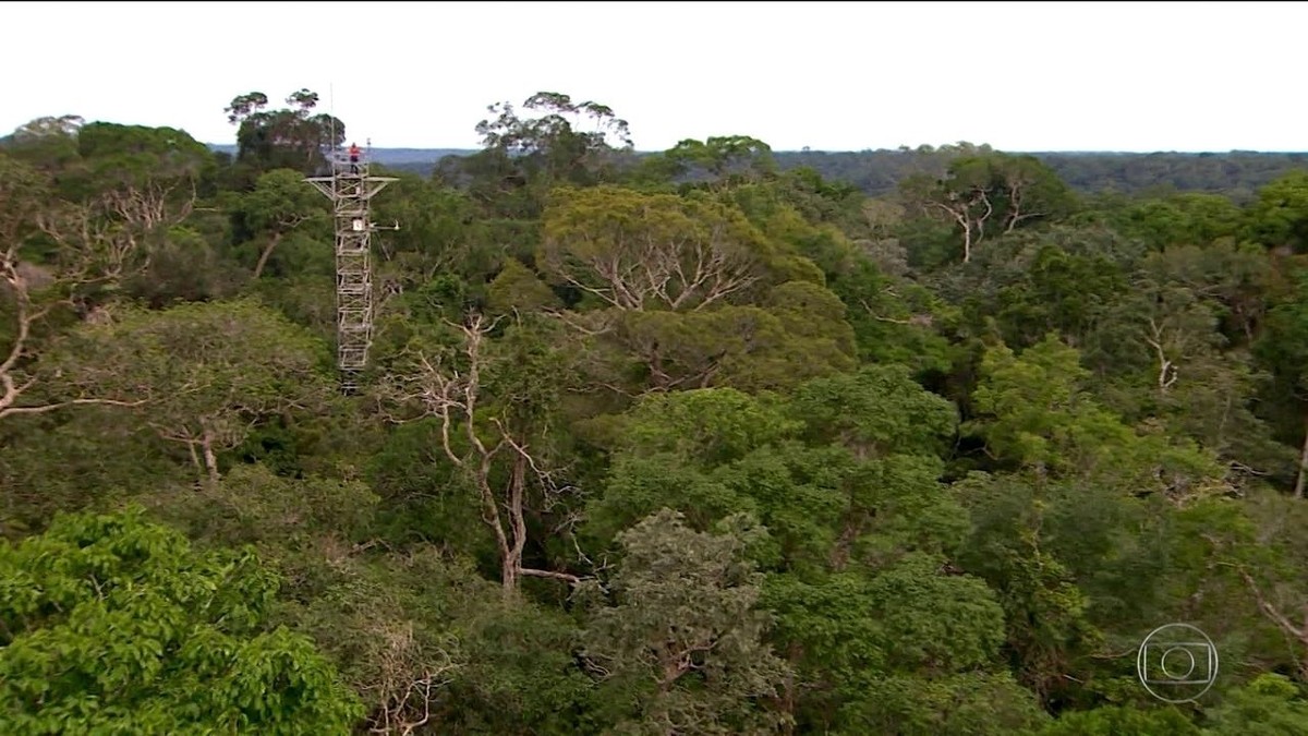 Pesquisa mostra por que o desmatamento da Amazônia pode influenciar no clima