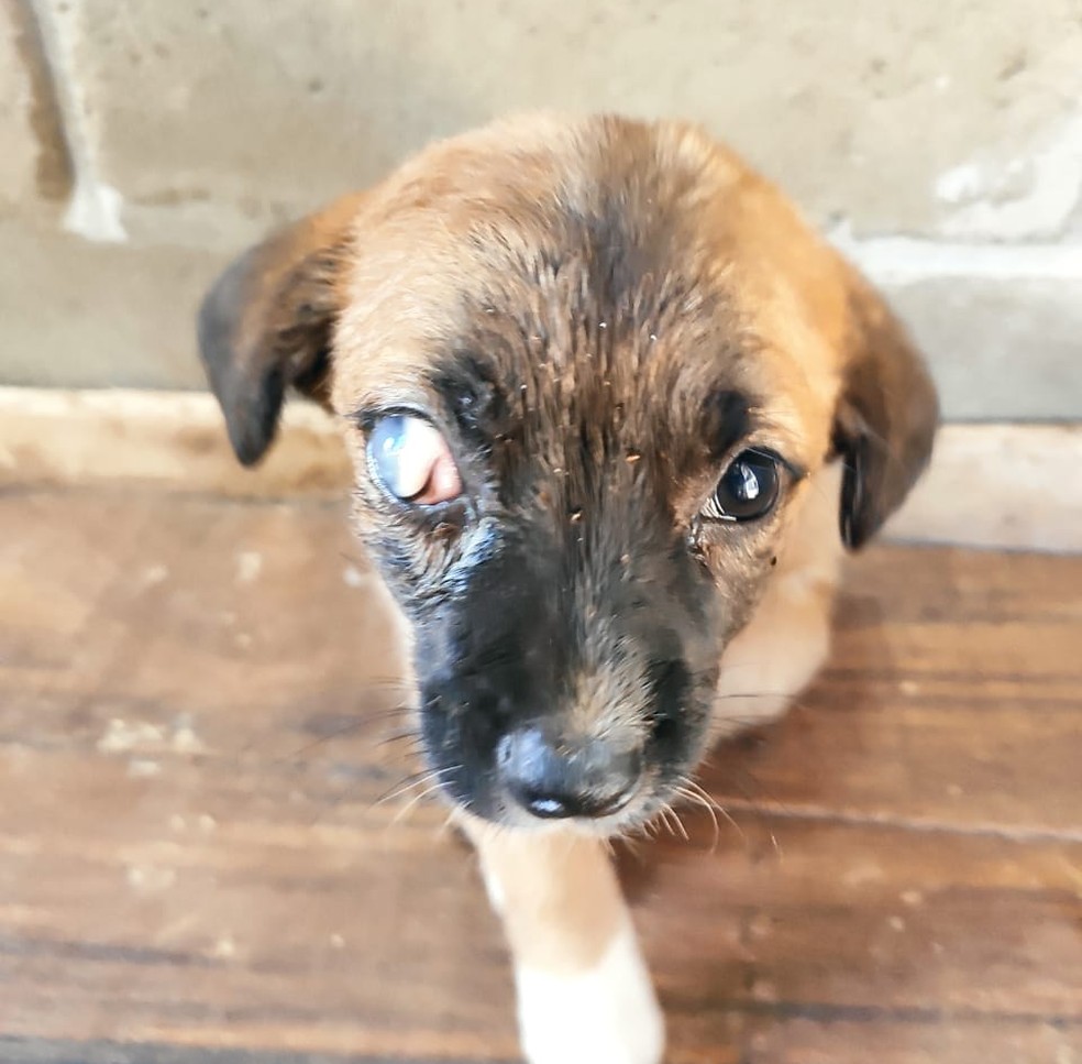 Cães foram localizados em Itatinga após denúncia na Delegacia Eletrônica de Proteção Animal — Foto: Polícia Civil/Divulgação