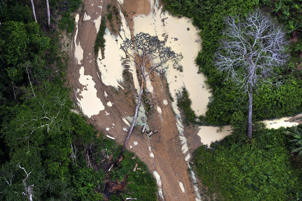 Desmatamento ilegal na área de Uruará, no Pará.  — Foto: Marizilda Cruppe/Greenpeace