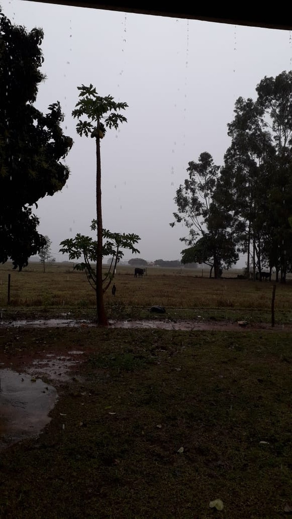 Moradora do distrito de Costa Machado, em Mirante do Paranapanema, registrou cerca de 110 milímetros de chuva em seu sítio — Foto: Maria Donizete de Souza Trava/Cedida