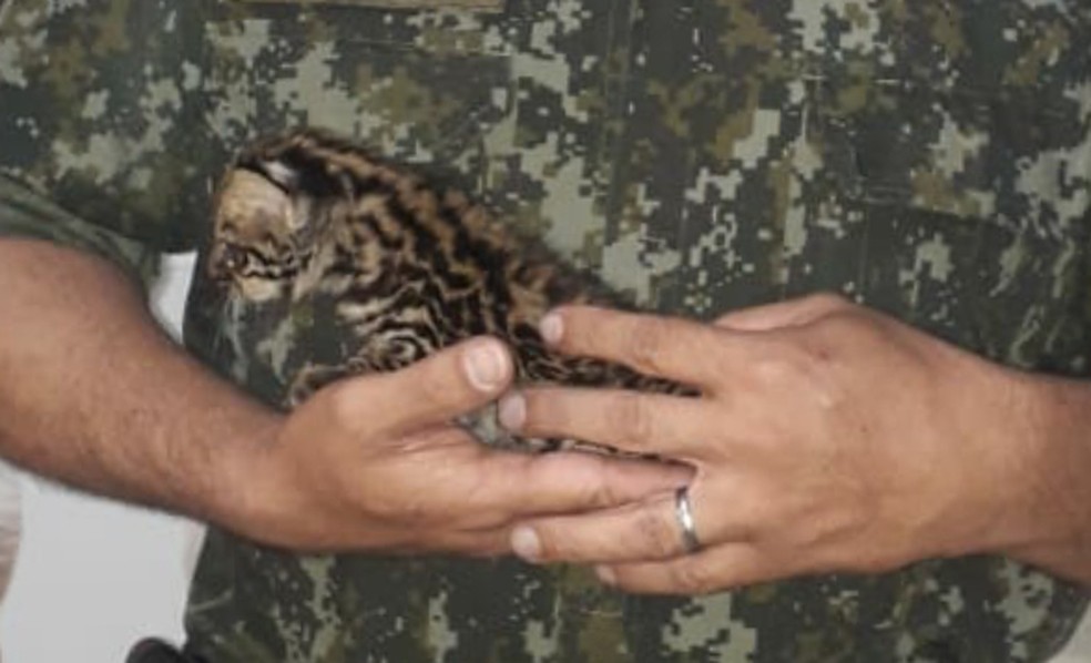 Jaguatirica entrou em propriedade rural ao fugir de queimada em Gália — Foto: Polícia Ambiental/Divulgação