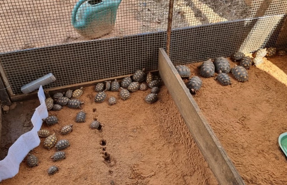Homem é multado em R$ 60 mil por manter 120 jabutis em cativeiro no interior do SP — Foto: Polícia Ambiental/Divulgação