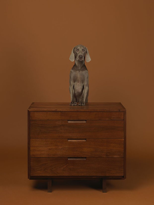 Dogs on Furniture (Foto: © William Wegman/ divulgação)