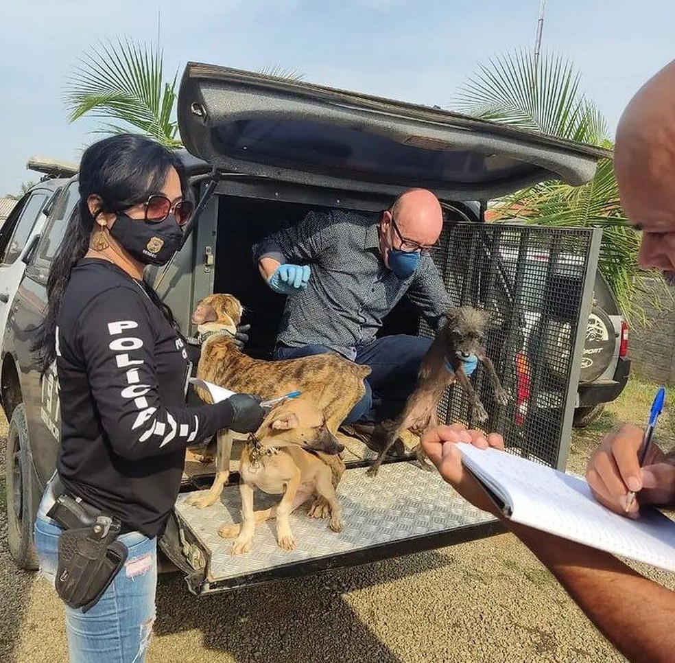 Operação resgata 30 animais em condições de maus tratos em Buritis, RO — Foto: Polícia Civil/Reprodução