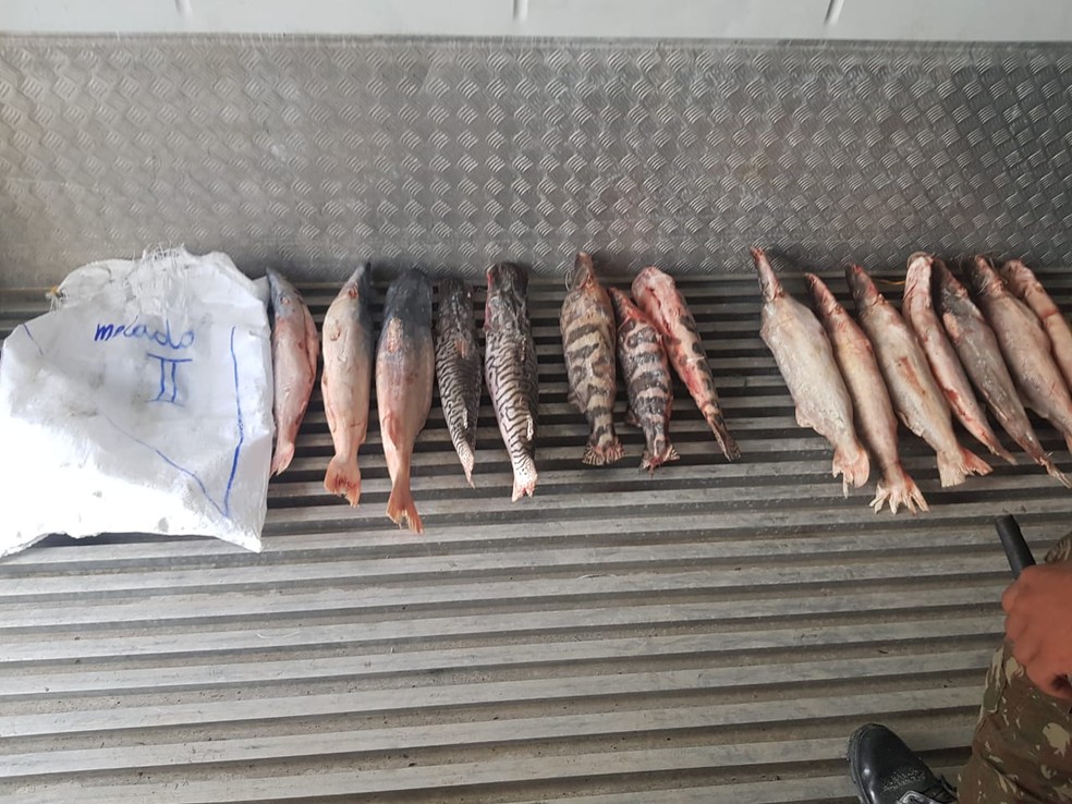 Diversas espécies de peixes foram apreendidas durante a segunda fase da Operação Mota. — Foto: Divulgação/IBAMA