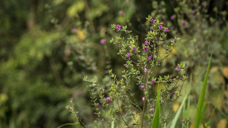 flor-flores-painera-relva-amazonia-floresta-amazonica (Foto: Pixabay/Jonywag/Creative Commons)