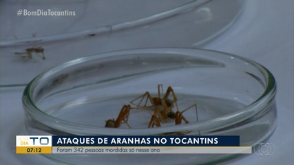 Mais de 300 casos de picadas de aranhas já foram registrados este ano no Tocantins