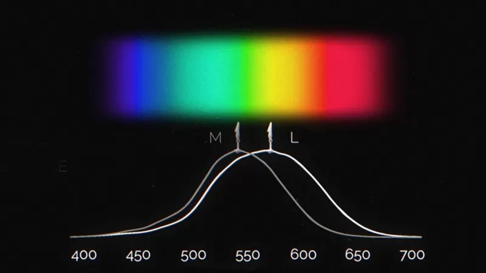 Observando a imagem, é possível perceber que, quando um raio de luz com um comprimento de onda de 570 nanômetros entra no olho, ele estimula os cones L e M. — Foto: BBC