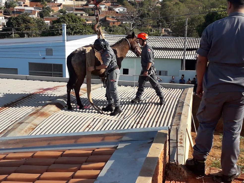Cavalo sobe em telhado e resgate mobiliza Corpo de Bombeiros no interior de SP — Foto: J. Serafim/Divulgação