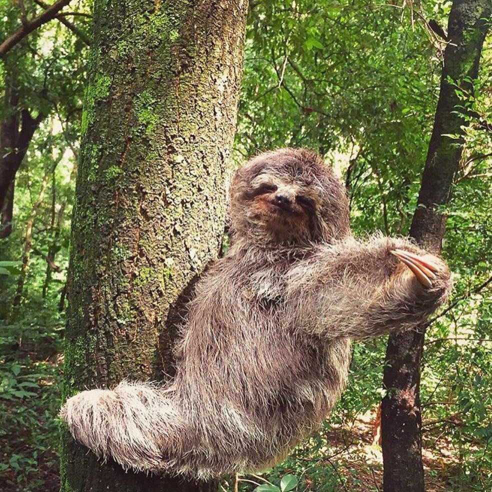 Bicho-preguiça no Bosque dos Jequitibás em Campinas.  — Foto: Equipe Técnica do Zoológico do Bosque
