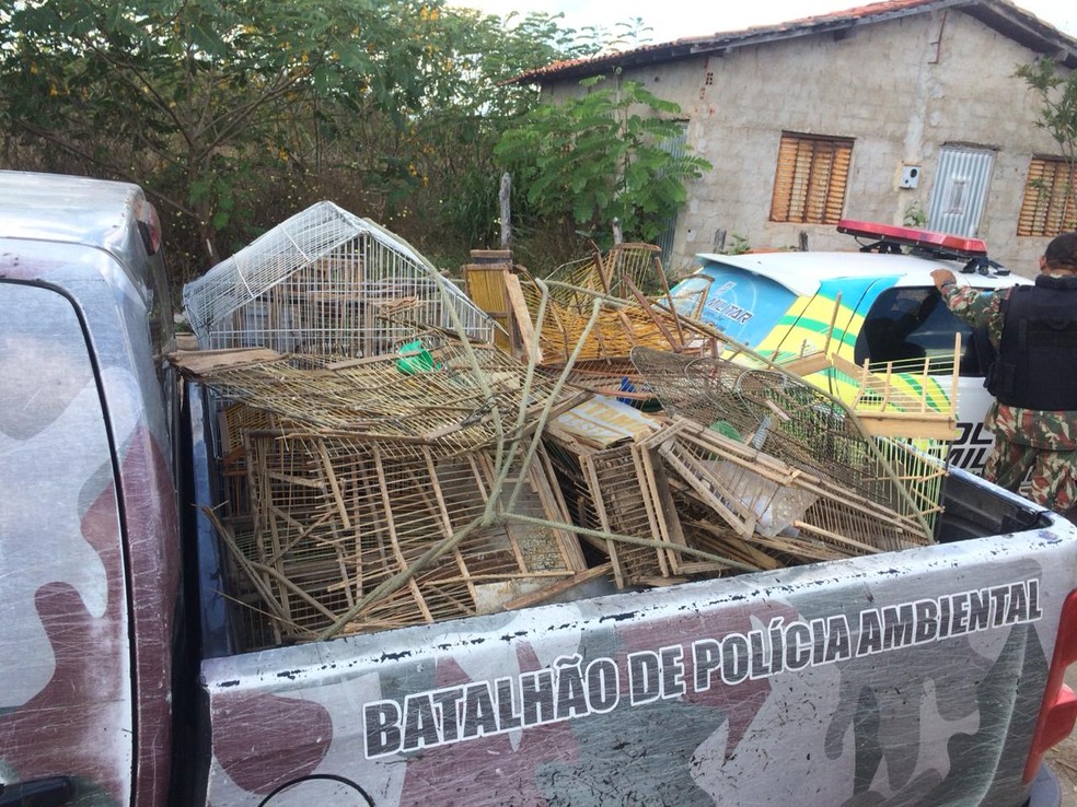 Polícia Ambiental resgata veado-catingueiro e pássaros silvestres em Lagoa do Piauí — Foto: Divulgação/ Polícia Ambiental