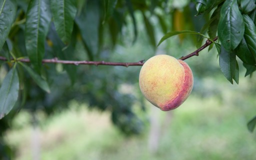 Armadilha Para Mosca Da Fruta Globo Rural Pessegos Bichados Veja 3 Solucoes Revista Globo Rural Vida Na