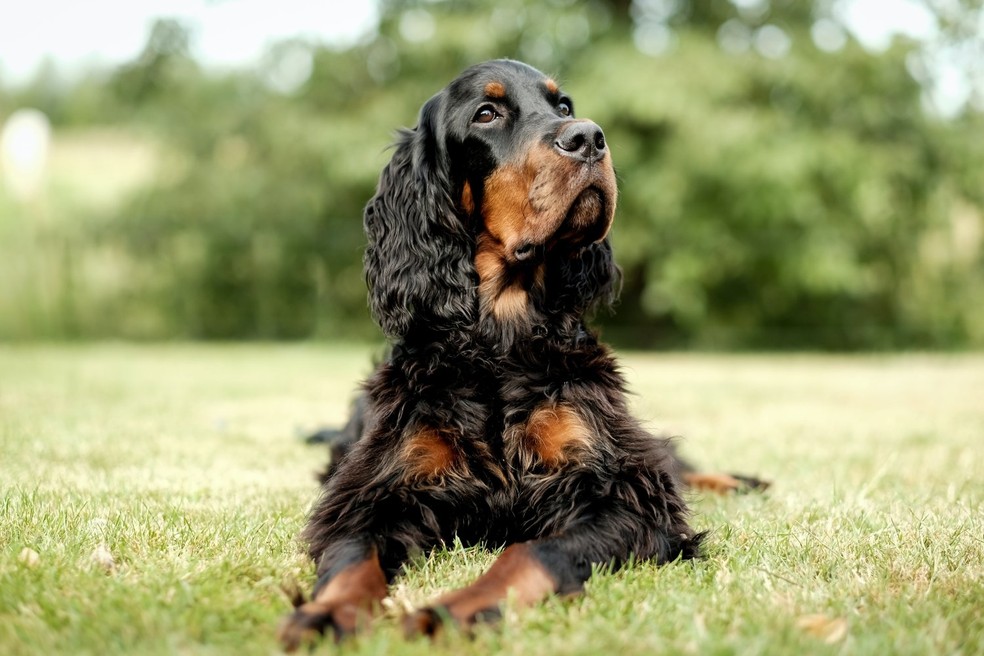 Cães da linhagem spaniel, por exemplo, têm agressão dirigida a estranhos diminuída, bem como a agressão dirigida a cães — Foto: Unsplash/ Inge Marije de Boer/ CreativeCommons