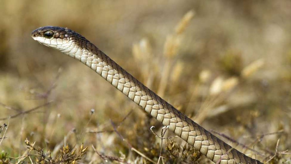 A cobra que matou o famoso herpetologista era uma boomslang — Foto: Science Photo Library