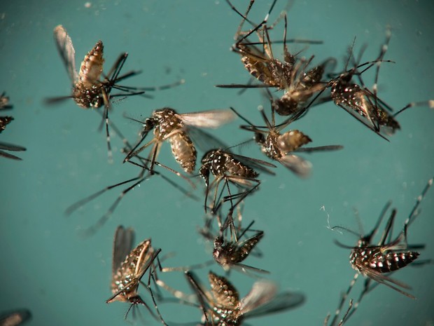  Mosquito Aedes aegypti é responsável pela transmissão de dengue, zika e chikungunya (Foto: Felipe Dana / Arquivo / AP Photo)