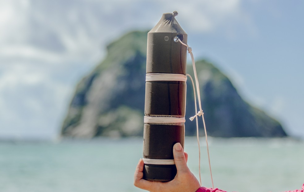 Receptor acústico capta sinais de tubarões marcados  — Foto: Rihel Venuto/ICMBio