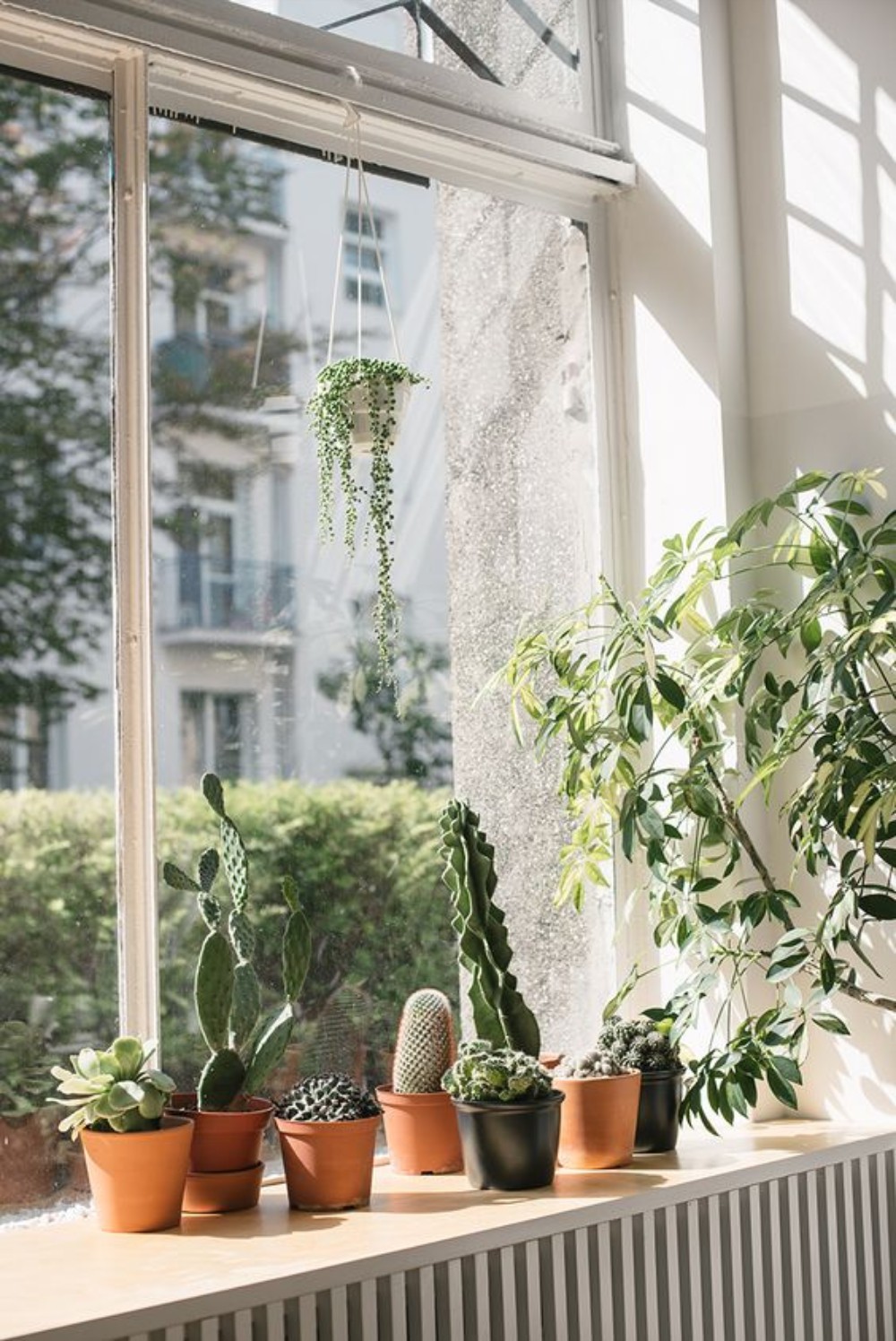 9 plantas para deixar na janela (Foto: Reprodução/Pinterest / Selvvva / Getty Images)