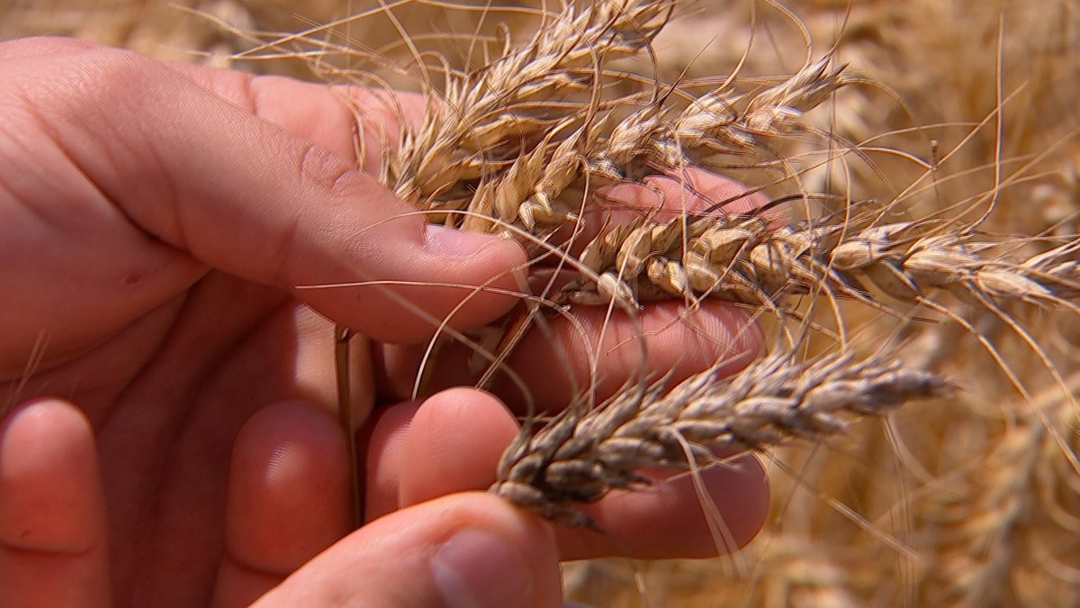 Prolongamento De Greve Em Portos Da Argentina Preocupa Moinhos De Trigo Do Brasil Agronegocios G1