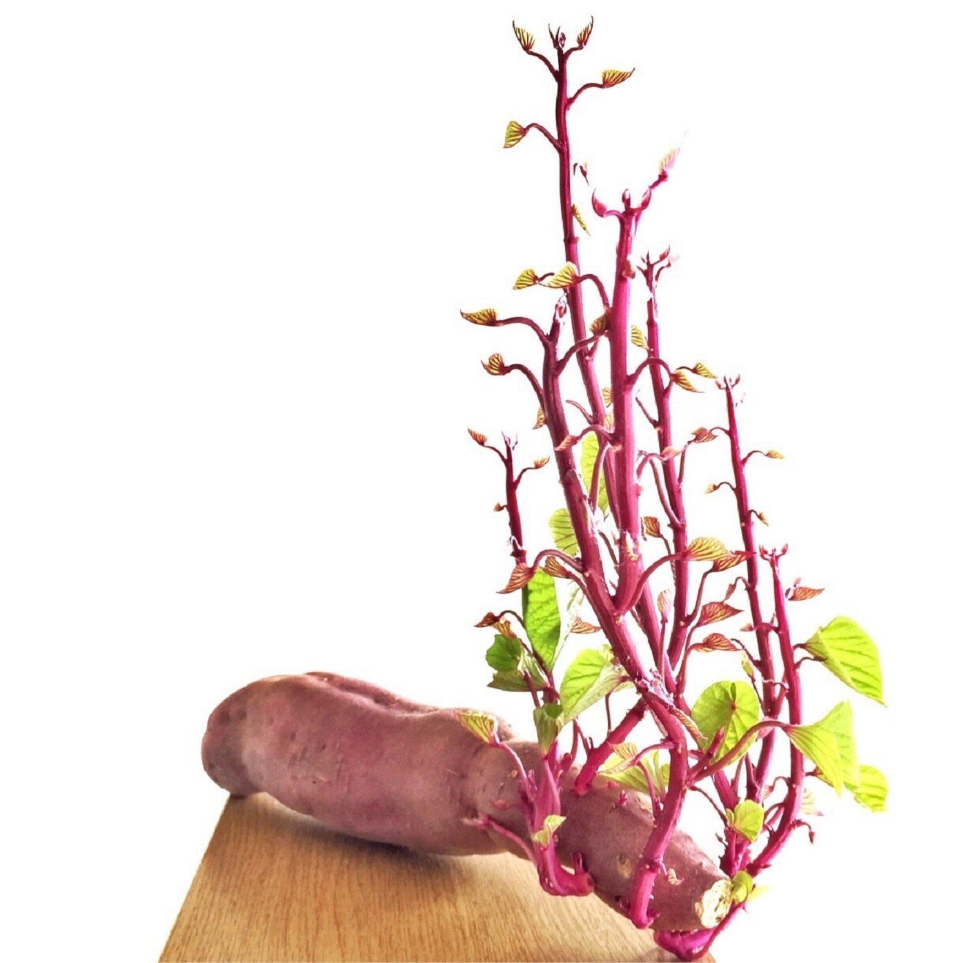 Como plantar batata-doce: especialista dá dicas (Foto: Getty Images/EyeEm)