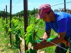 Cultivo de uva vira aposta de agricultores do Rio Grande do Norte