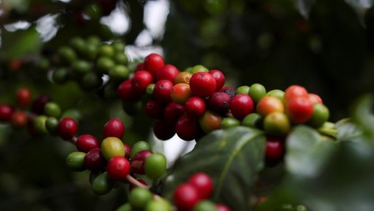 Indicador do café do Cepea se manteve acima de R$ 1 mil em janeiro 