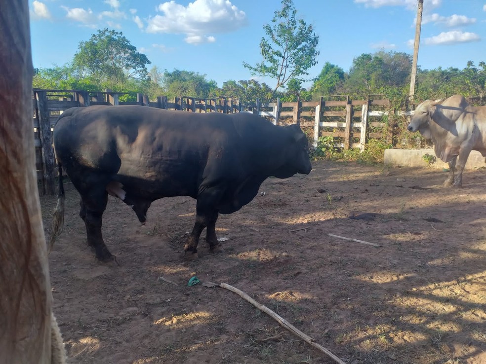 Polícia Militar apreende no Piauí 14 touros furtados de fazenda no Ceará — Foto: Polícia Militar