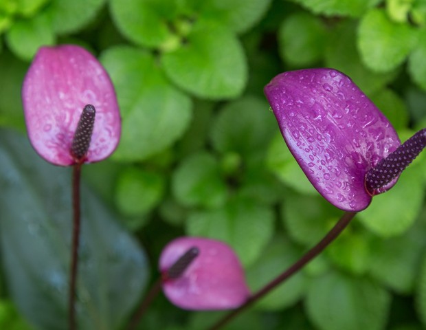 10 plantas com flores para trazer alegria para casa (Foto: Getty Images)