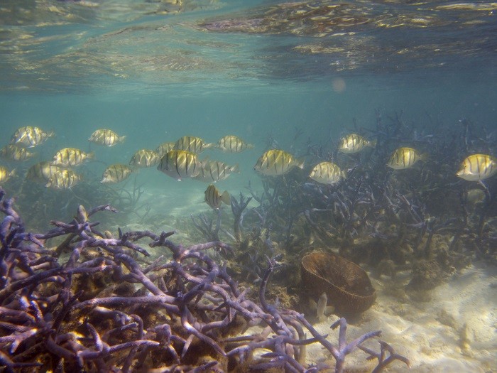 Pesquisadores analisaram tendências para recifes de corais e ecossistemas do mundo todo  (Foto: Tyler Eddy)