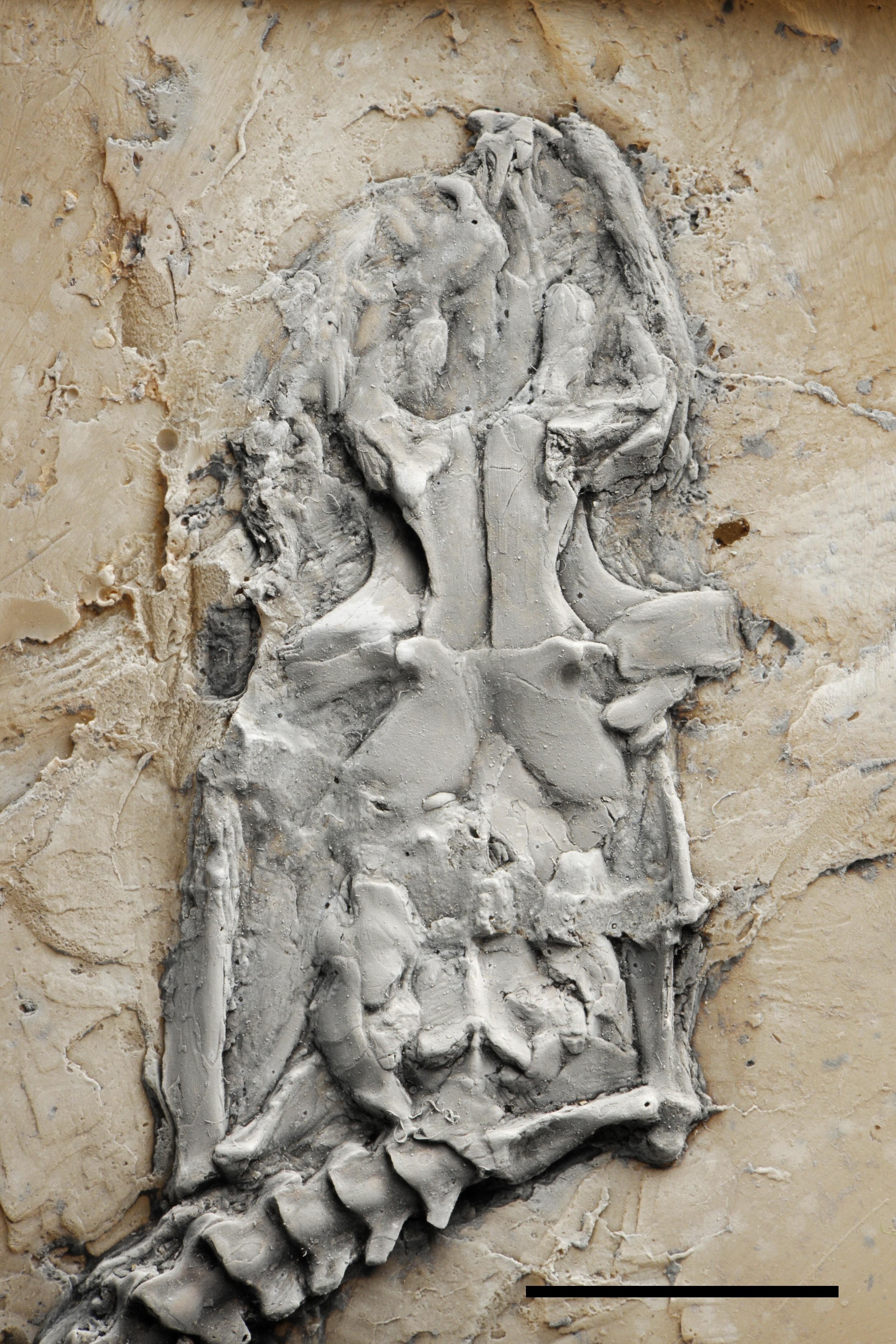 A cabeça e o corpo da píton de Messel são quase completamente preservados. (Foto: Hessian State Museum Darmstadt)