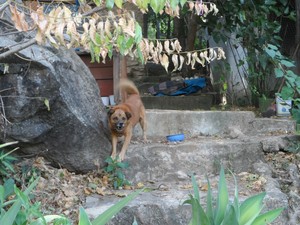 cachorro da casa ameaçada (Foto: Fernanda Soares/G1)