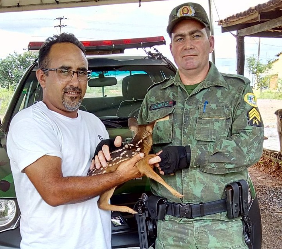 Filhote de veado foi encontrado em Dianópolis (Foto: Divulgação/Polícia Militar Ambiental)