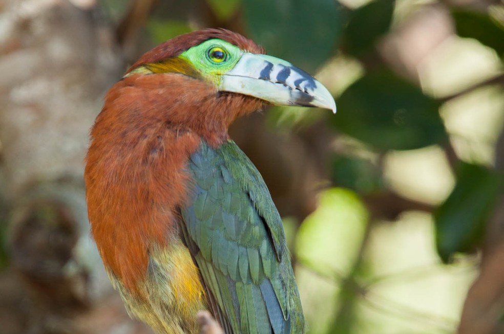 Aves inspiram jovens a seguir carreira na ornitologia — Foto: Divulgação