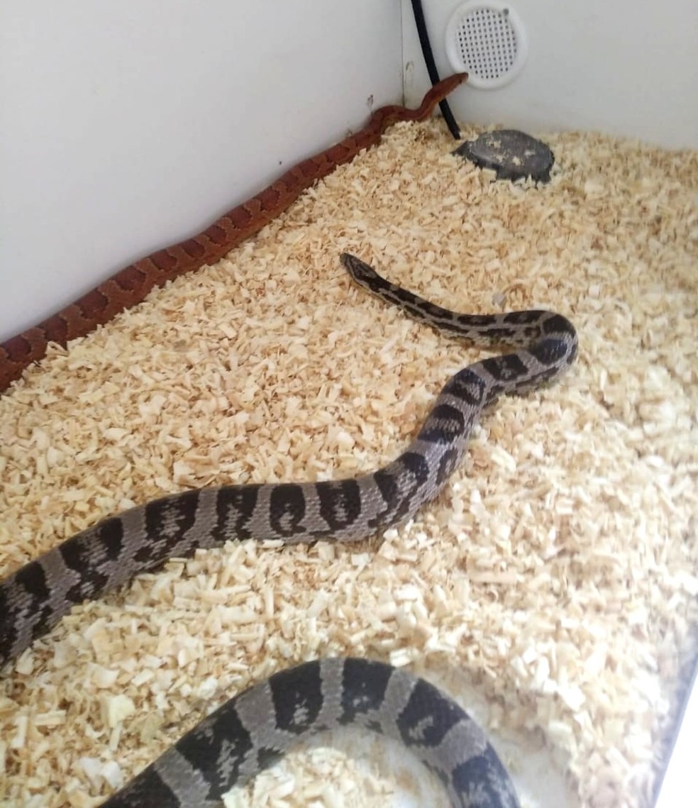 A "cobra do milho" é originária dos Estados Unidos e não é venenosa — Foto: Polícia Ambiental/Divulgação
