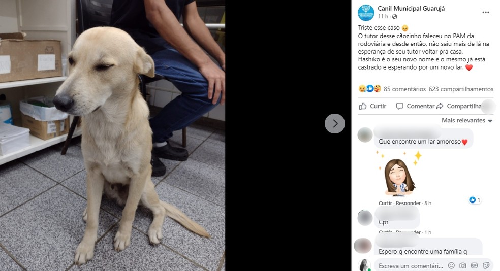 Postagem de canil com a história de Hashiko foi bastante compartilhada nas redes sociais — Foto: Reprodução/Facebook