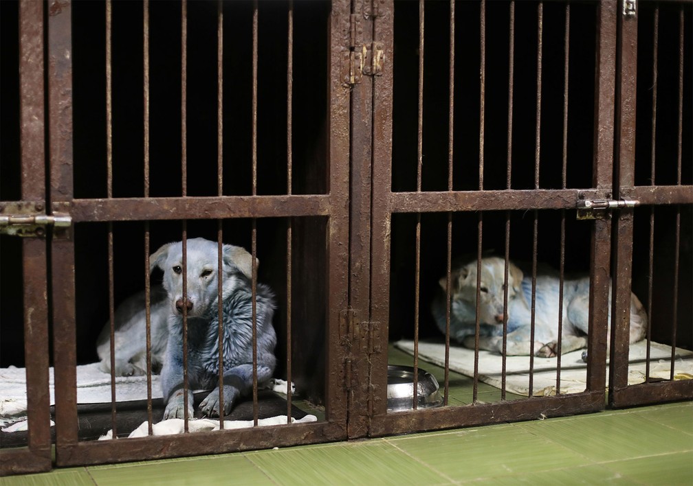 Cães achados com pelagem azul recebem cuidados em uma clínica veterinária de Nijni Novgorod, na Rússia — Foto: Anastasia Makarycheva/Reuters