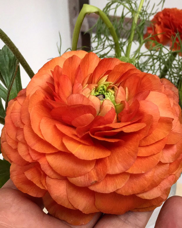 Ranúnculos: como cultivar essa flor que parece uma rosa, mas não é - Casa  Vogue | Natureza em casa