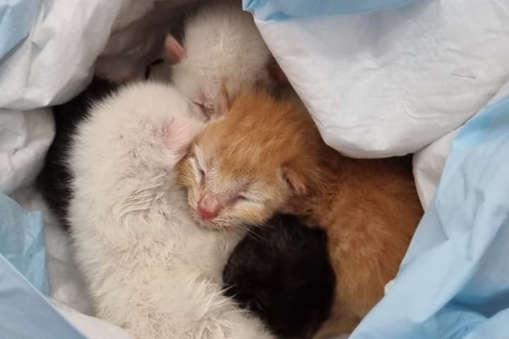 Gatos recém-nascidos são encontrados no lixo em Matinhos; polícia investiga