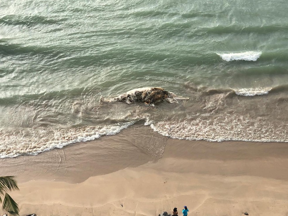 Baleia foi encontrada morta na Praia de Boa Viagem, na Zona Sul do Recife, nesta quinta (13) — Foto: Reprodução/WhatsApp