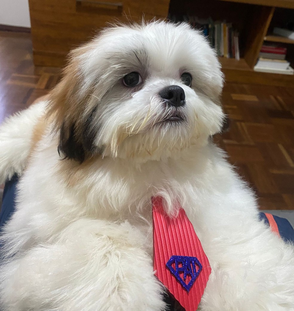 Cachorro diagnosticado com varíola dos macacos em Juiz de Fora — Foto: g1