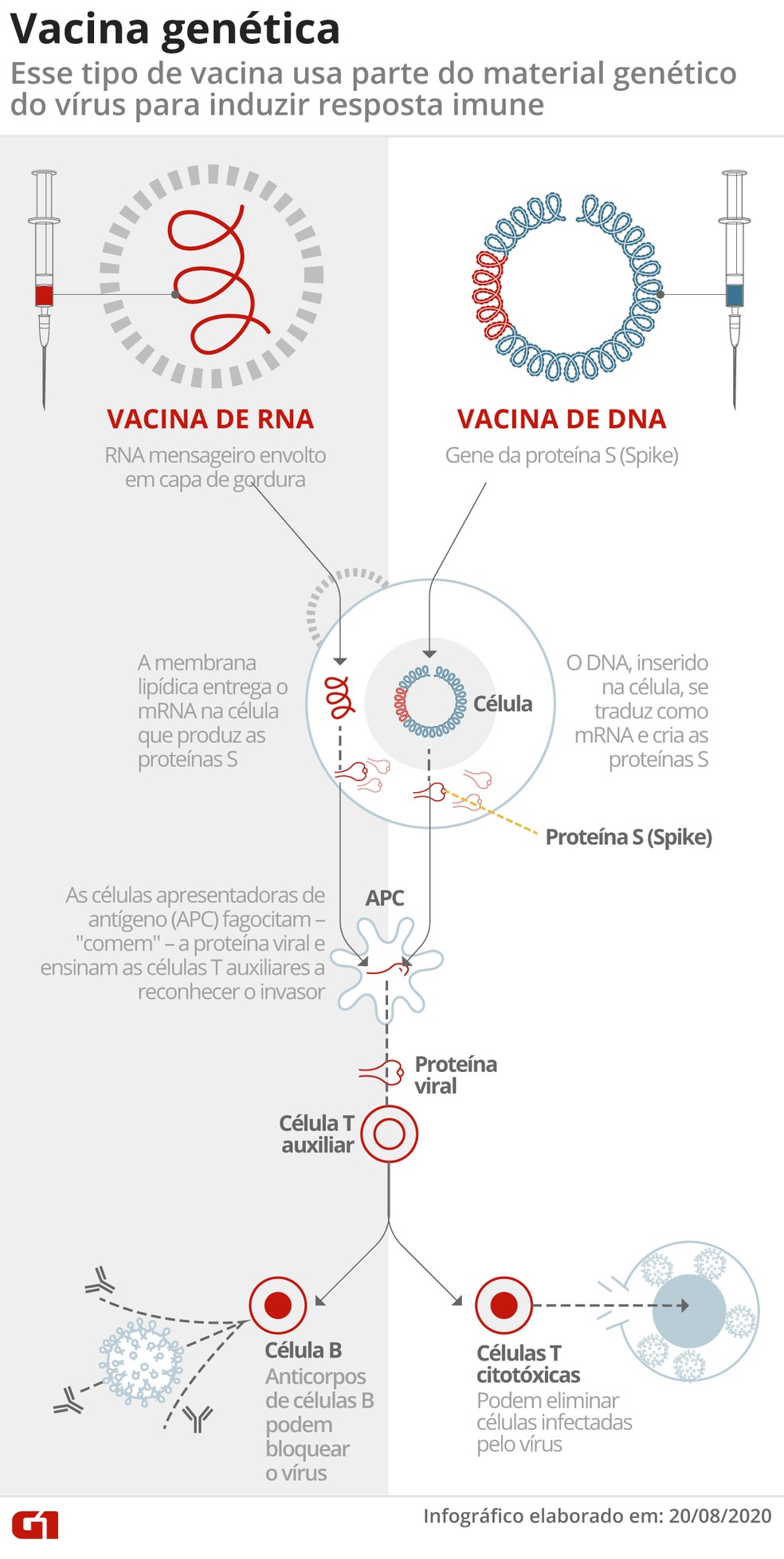 Infográfico mostra como funciona uma vacina genética — Foto: Arte G1