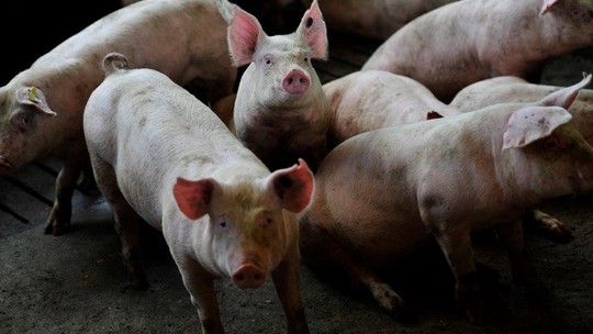 Maior exportadora de carne suína do Brasil faturou R$ 22 bi em 2022 