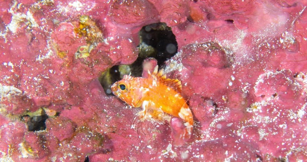 Espécie nova de peixe pedra encontrada a 110 metros de profundidade — Foto: Expedição científica/Divulgação