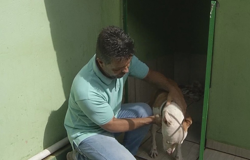 Cachorros foram levados para uma clínica veterinária para atendimento médico — Foto: Reprodução/TV TEM