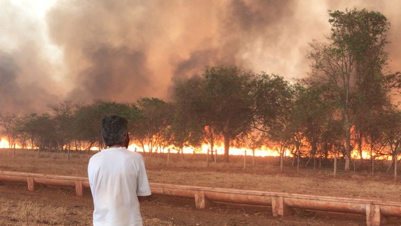 Incêndio na fazenda do Instituto de Zootecnia em Sertãozinho (Foto: Divulgação)