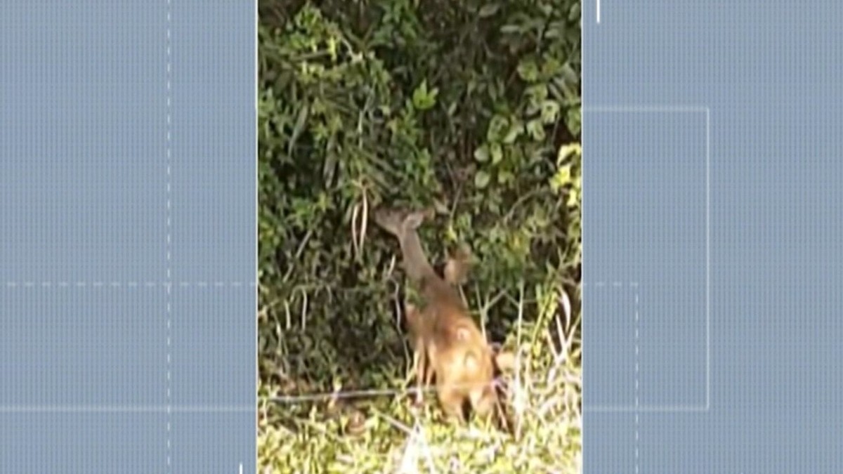 Morador flagra veado-catingueiro no bairro do Rodeio, em Mogi - Vimarsana News
