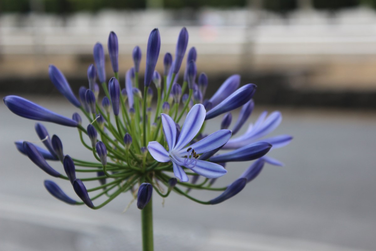 As folhas de agapantos possuem a forma de lâminas e suas flores podem ser brancas ou de vários tons de violeta ou azul. (Foto: Flickr / Diógenes ;) / CreativeCommons)