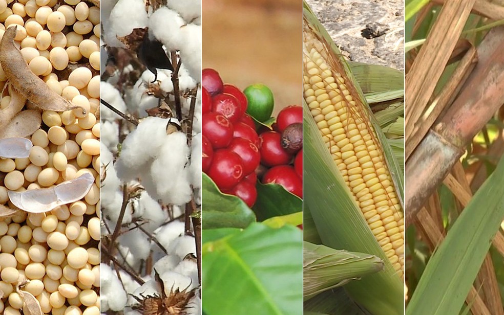 Soja, algodão, café, milho e cana são os principais produtos da agricultura brasileira — Foto: G1/EPTV/TV Grande Rio